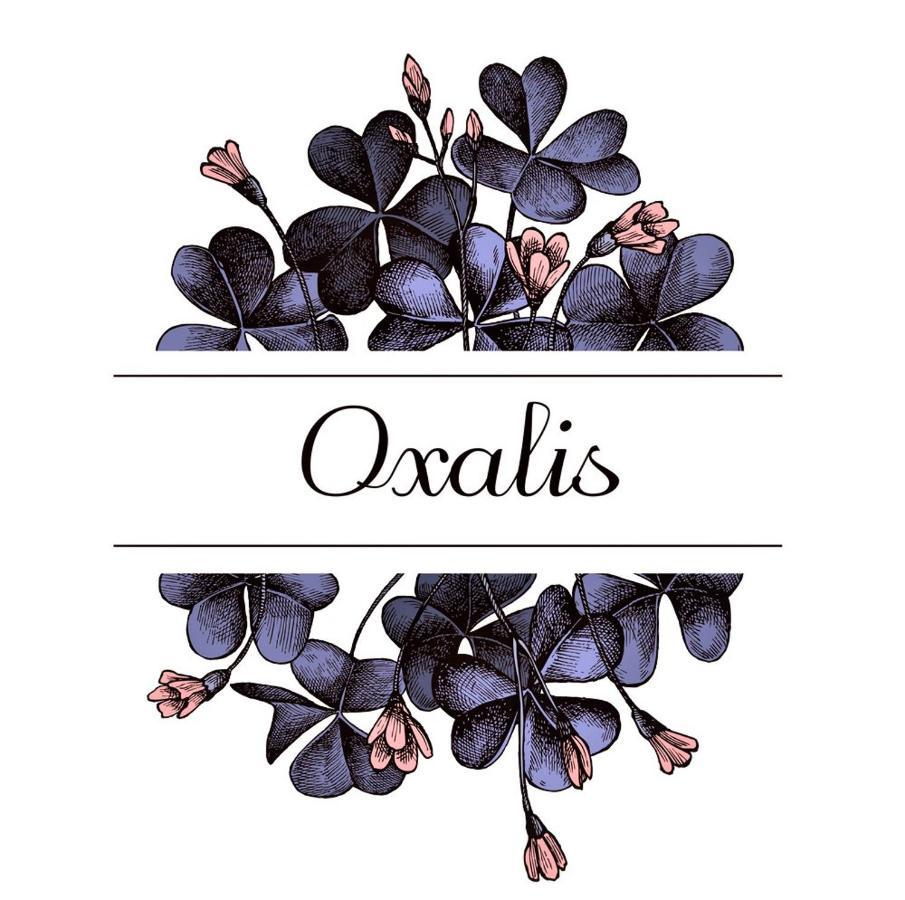 Apartamento Oxalis Bolonia Exterior foto